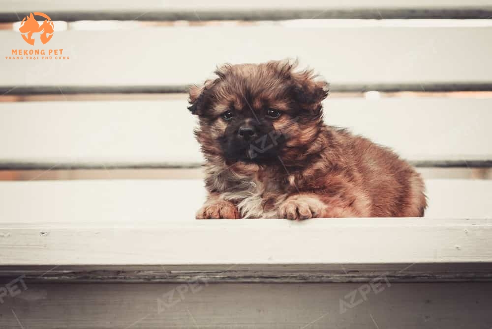 Khám Phá Thị Trường Chó Bắc Kinh Tại TP.HCM, Bình Dương